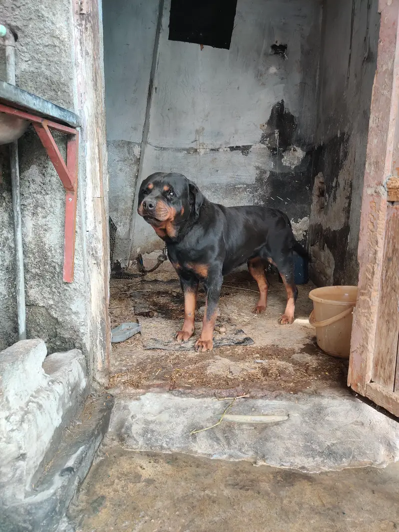 rottweiler female — photo 6