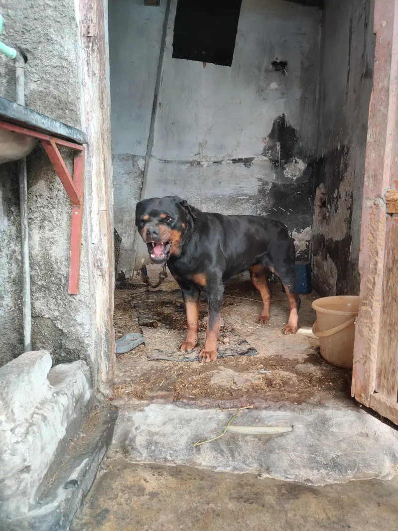 rottweiler female — photo 7