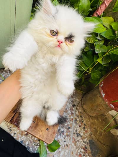 Triple coat extreme punched face kittens