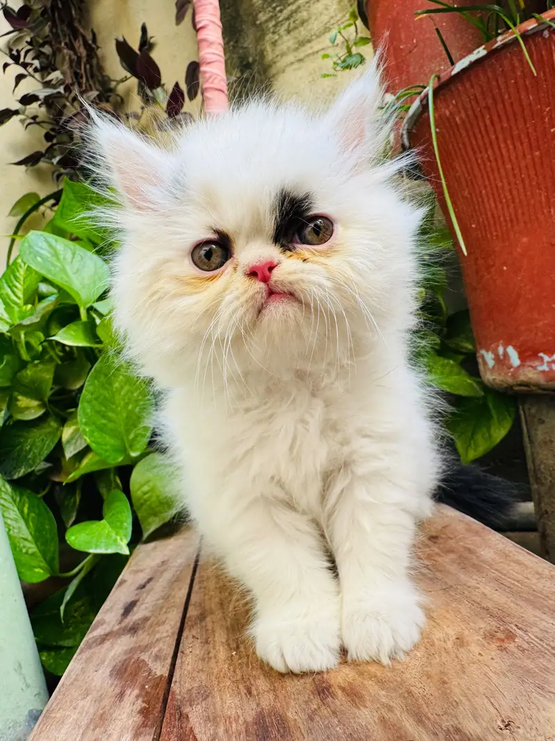 Triple coat extreme punched face kittens — photo 2