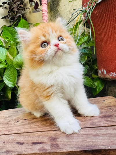 Triple coat extreme punched face kittens