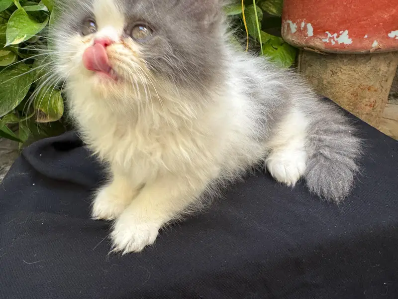 Triple coat extreme punched face kittens — photo 4