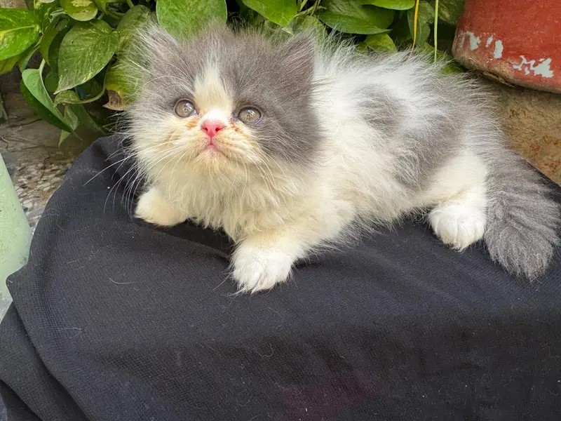 Triple coat extreme punched face kittens — photo 7
