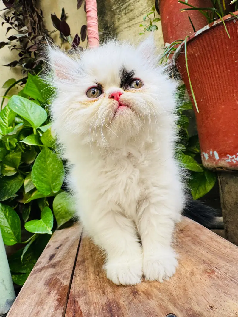 Triple coat extreme punched face kittens — photo 10