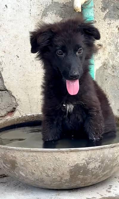 german Shepherd long coat black beautiful puppy