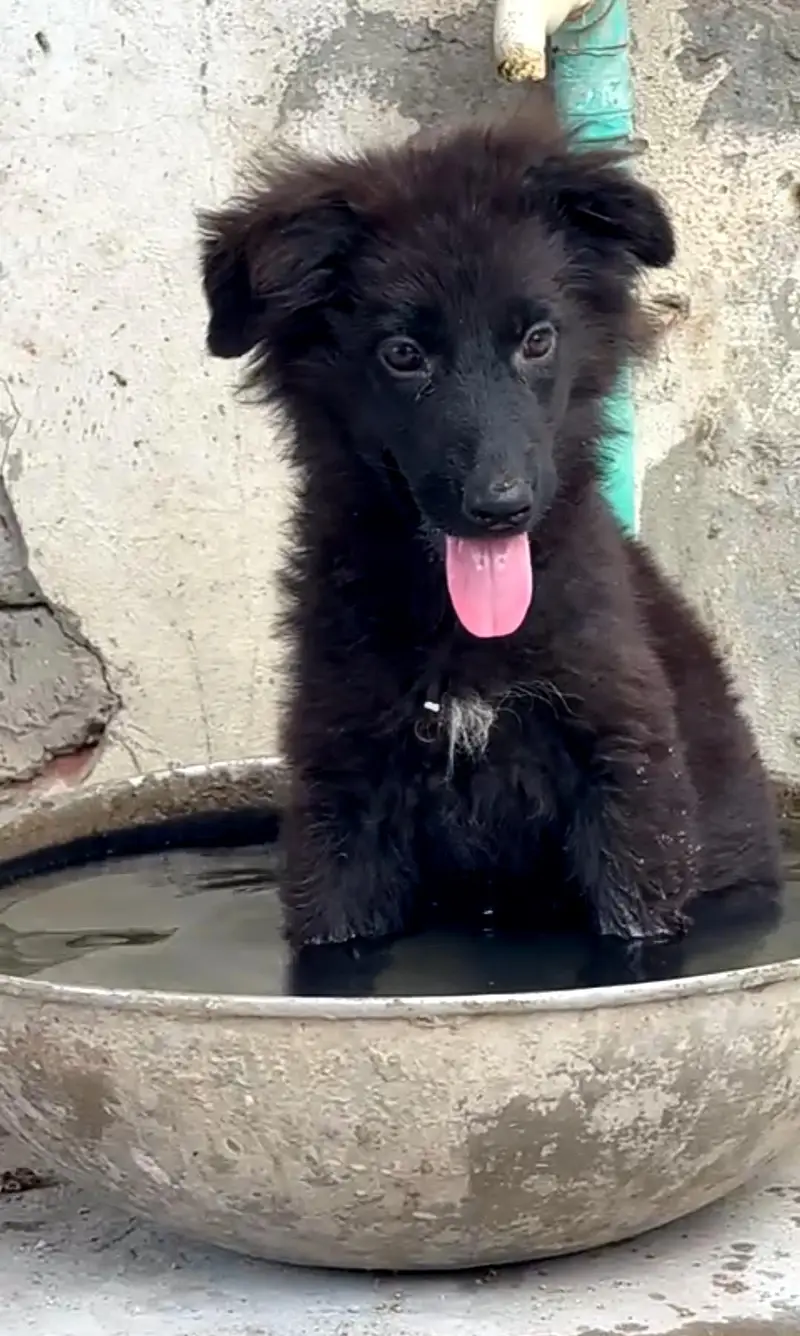 german Shepherd long coat black beautiful puppy