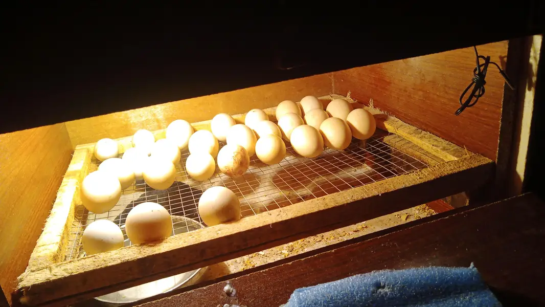 fartail eggs  awelibal — photo 3