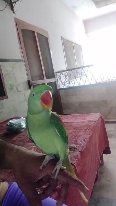 Kashmiri raw parrot