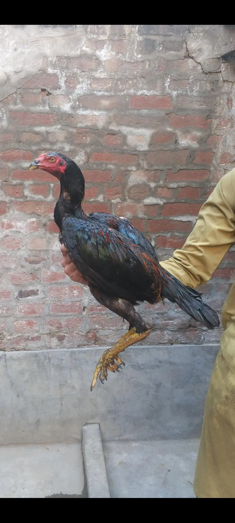 Aseel pure Thai pathy hain Shoq wali chez hain. — photo 2