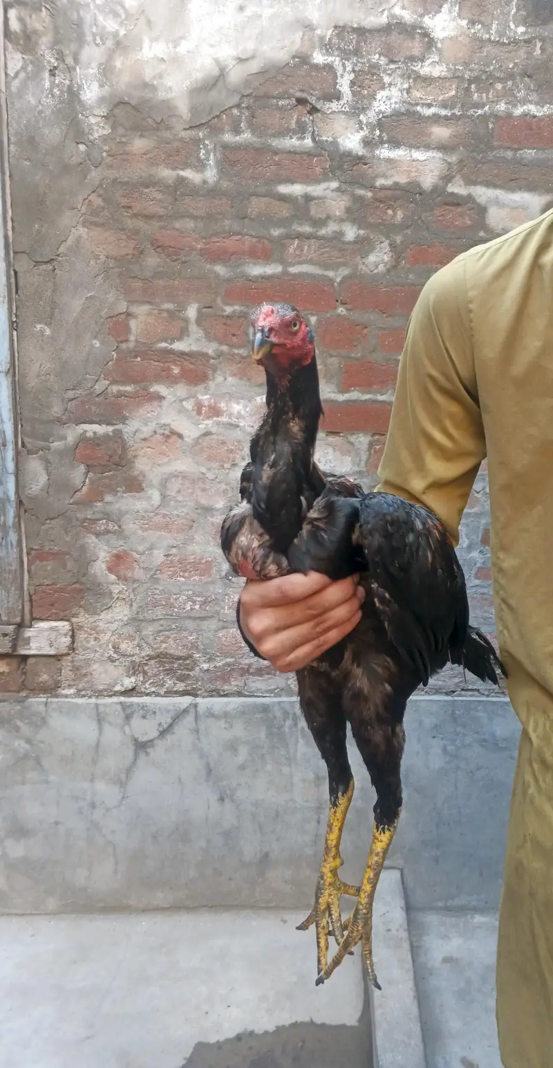 Aseel pure Thai pathy hain Shoq wali chez hain. — photo 6