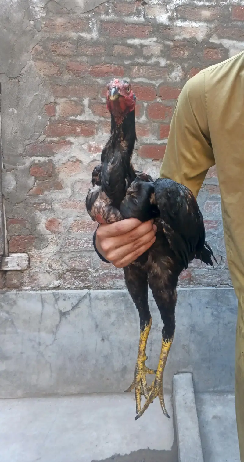 Aseel pure Thai pathy hain Shoq wali chez hain. — photo 10