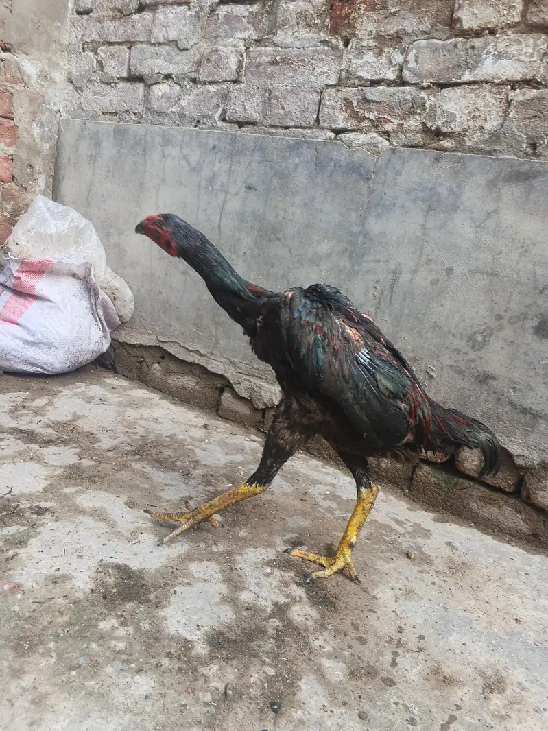 Aseel pure Thai pathy hain Shoq wali chez hain. — photo 12