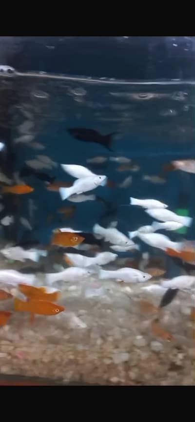 guppy molly and other all fishes available