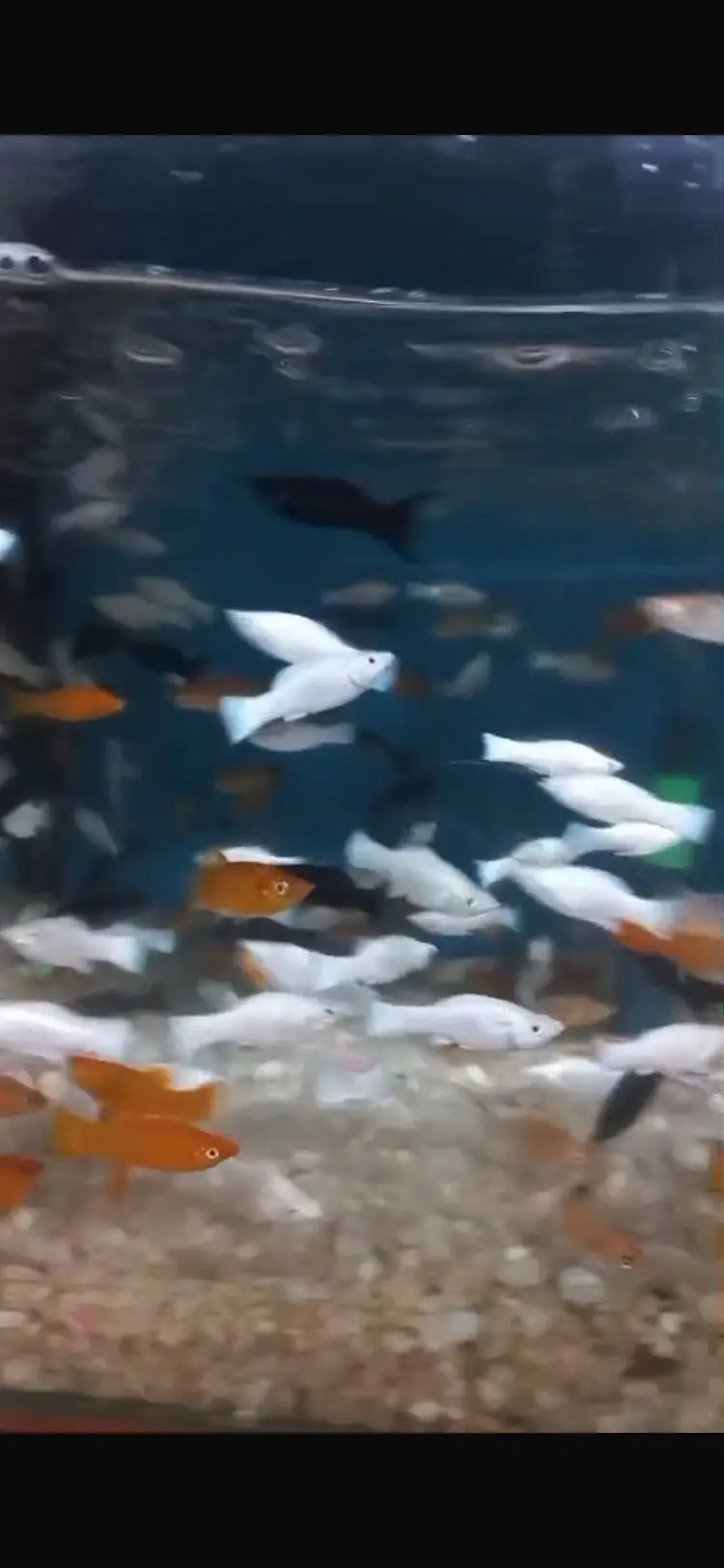guppy molly and other all fishes available