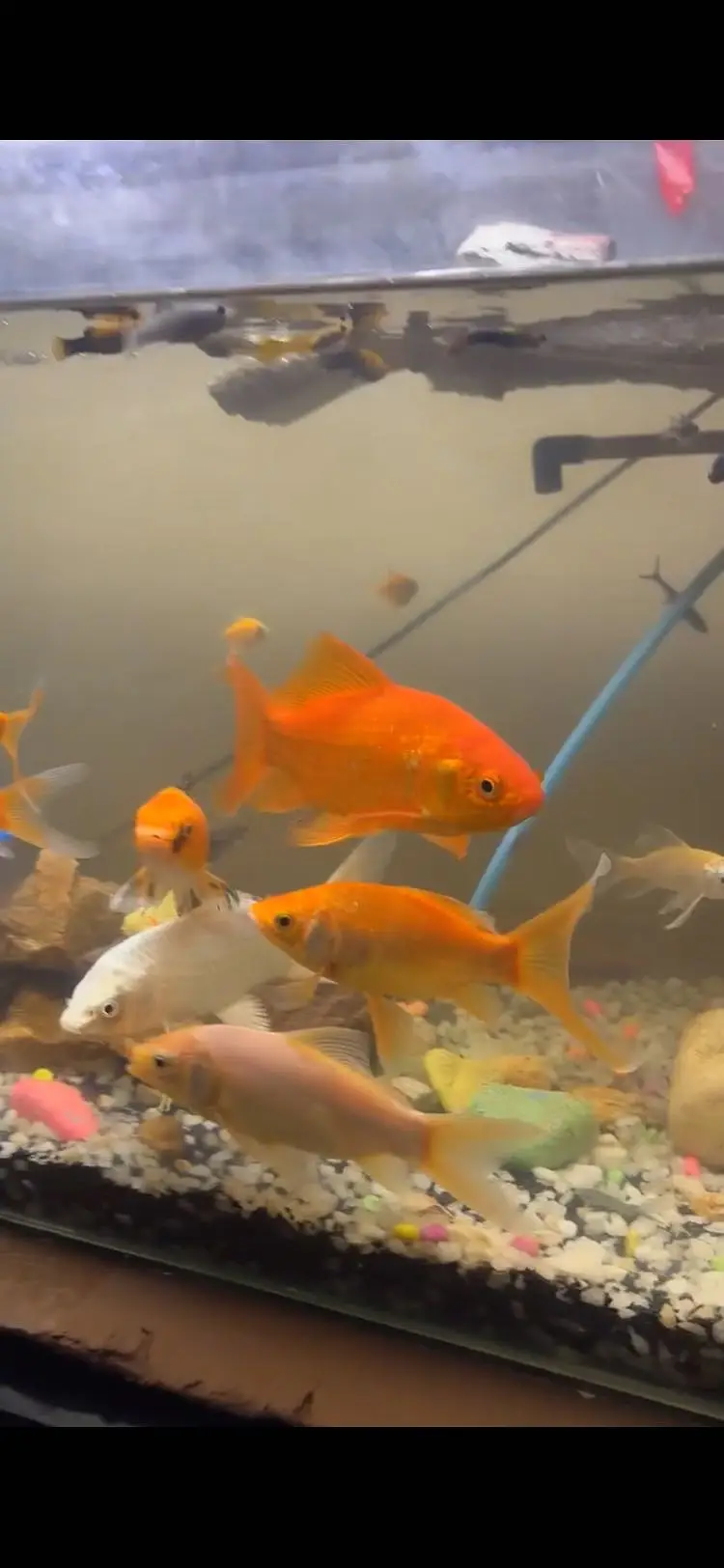 guppy molly and other all fishes available — photo 2