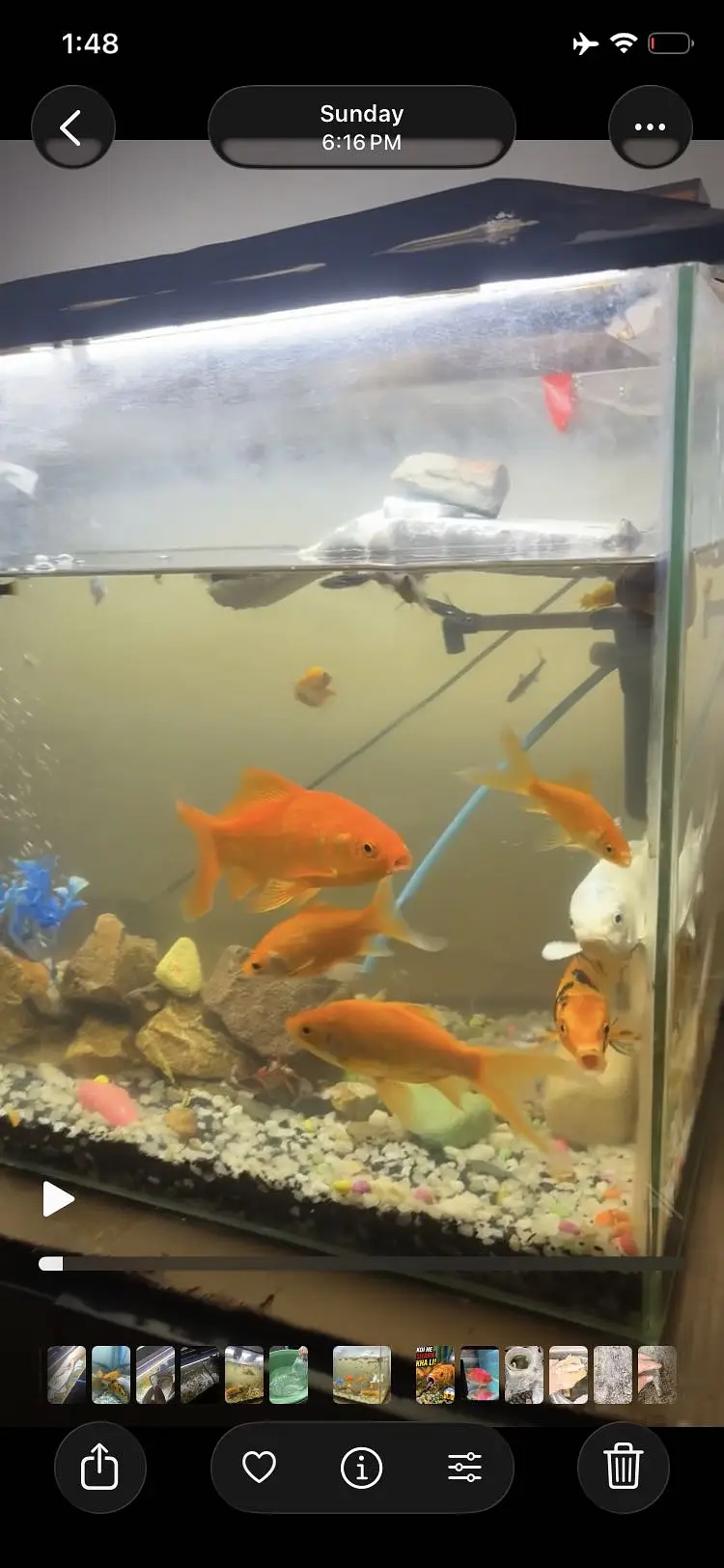 guppy molly and other all fishes available — photo 6