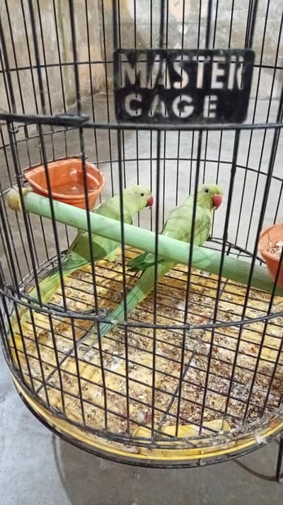 Green parrot pair