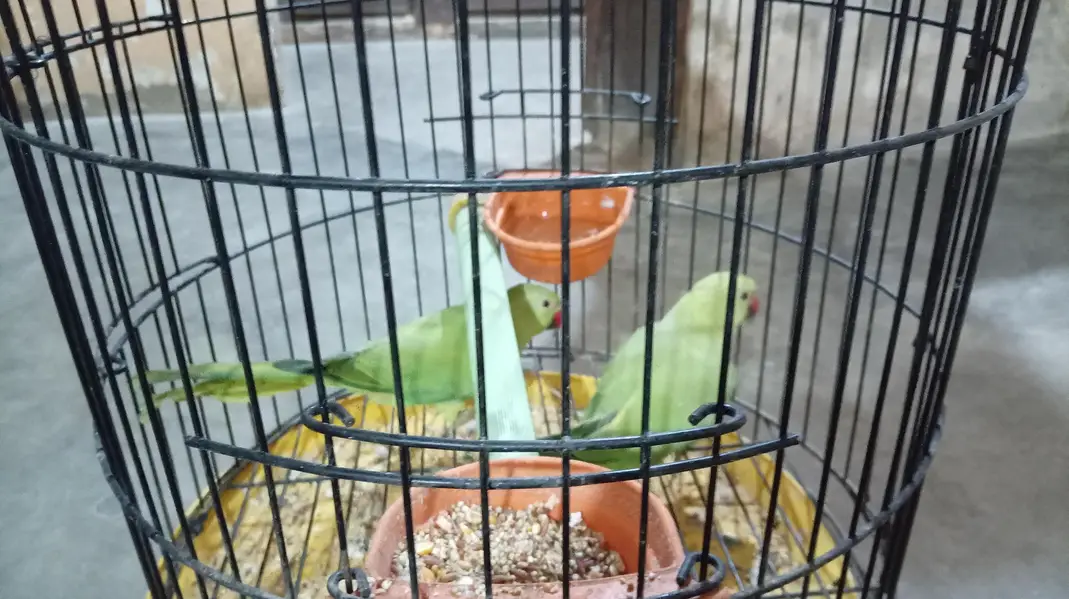Green parrot pair — photo 2