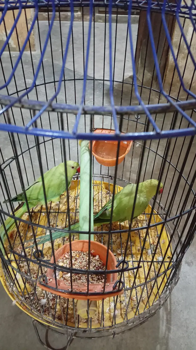 Green parrot pair — photo 3