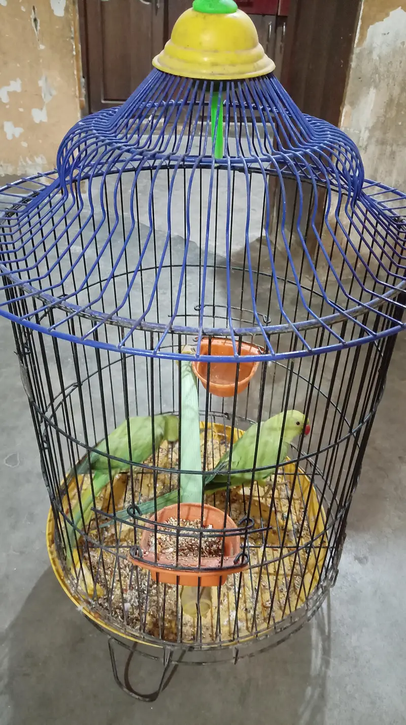 Green parrot pair — photo 4