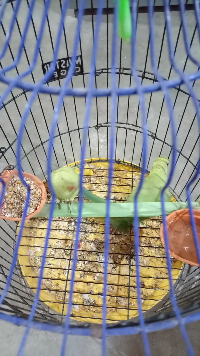Green parrot pair — photo 5