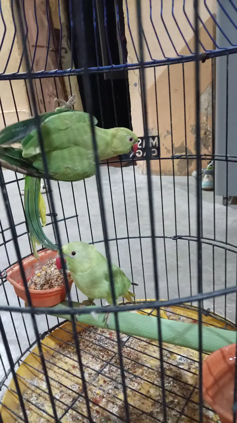 Green parrot pair — photo 6