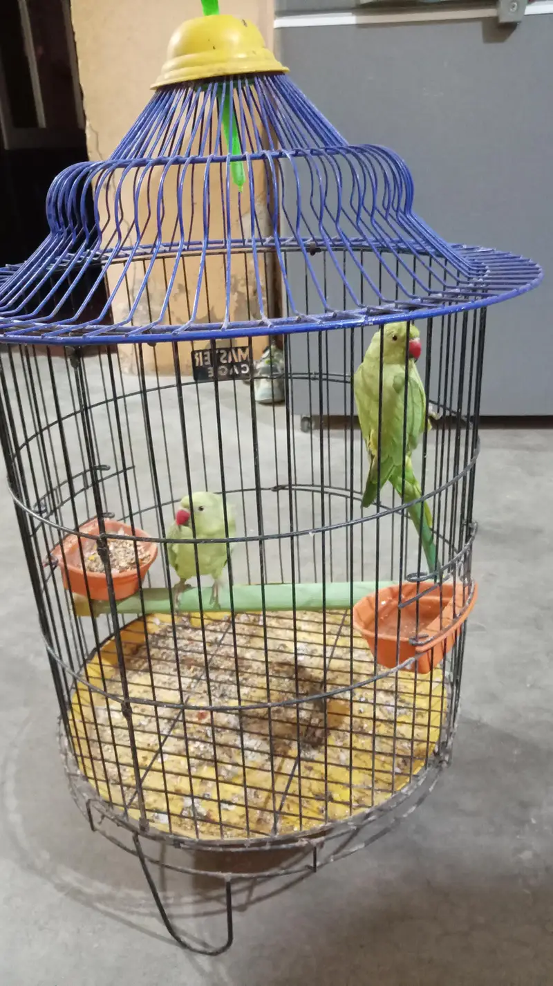 Green parrot pair — photo 7
