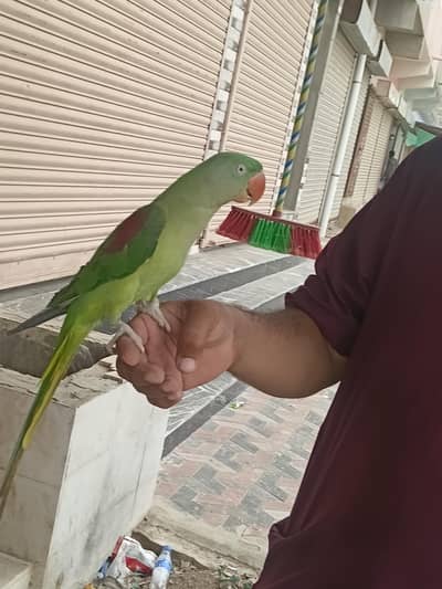 Raw Parrot