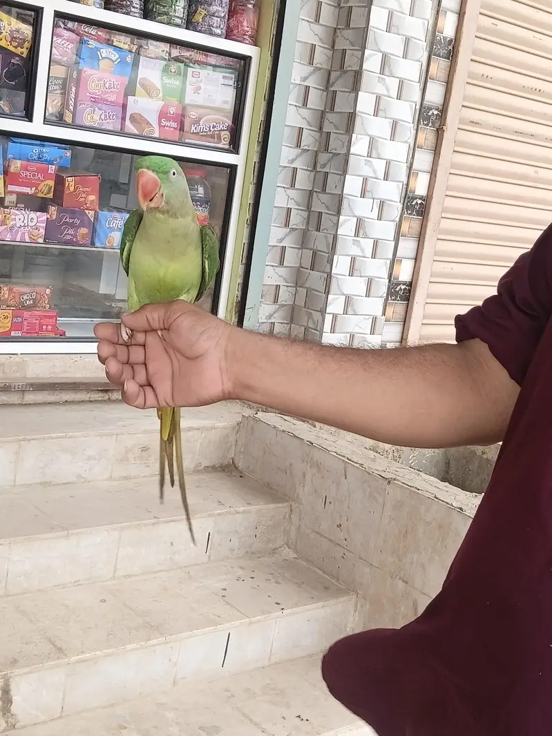 Raw Parrot — photo 2