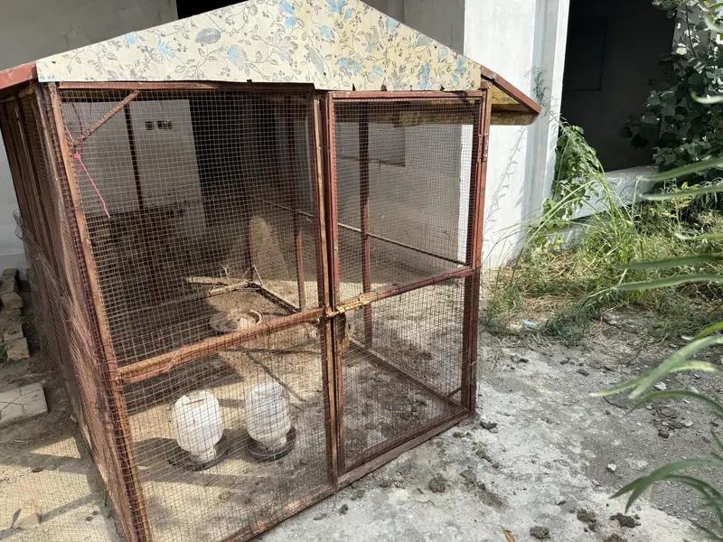 Big cage for birds and hen and dog — photo 2