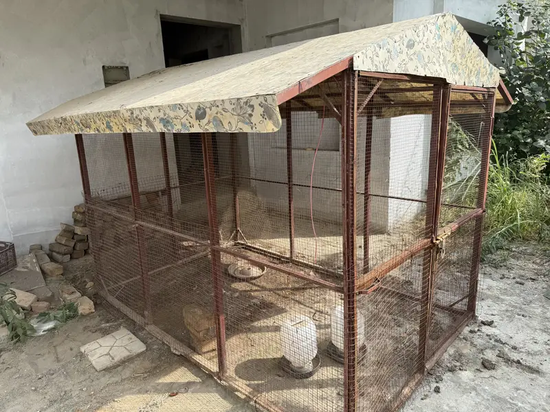 Big cage for birds and hen and dog — photo 3
