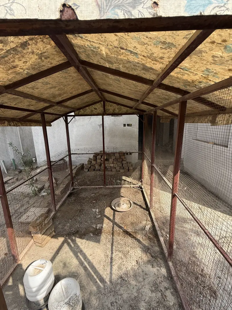 Big cage for birds and hen and dog — photo 4