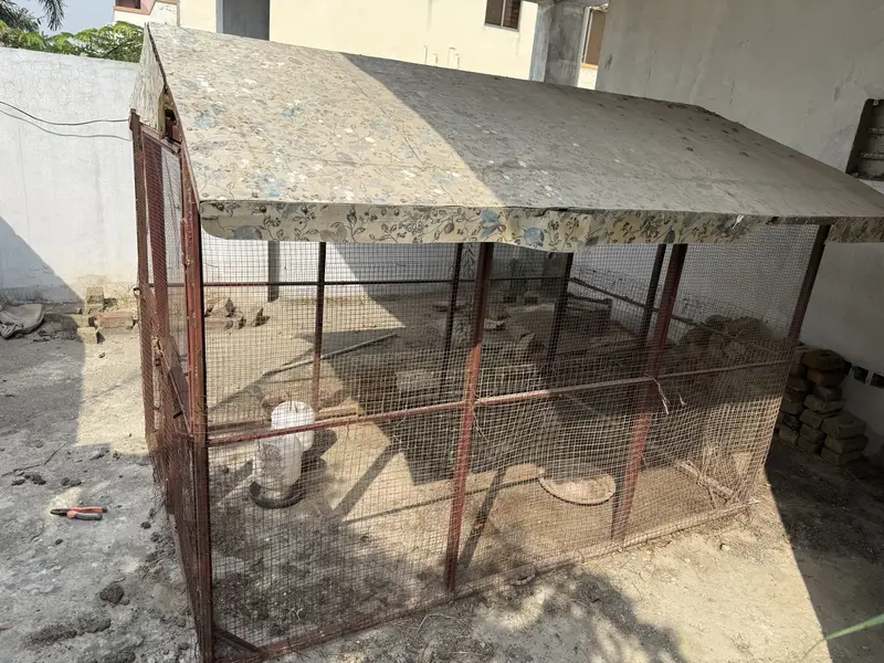 Big cage for birds and hen and dog — photo 5