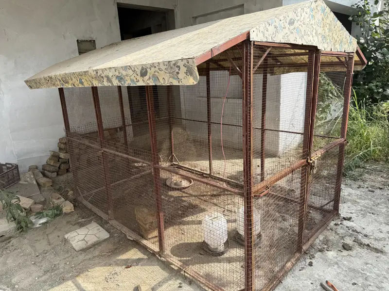 Big cage for birds and hen and dog — photo 6