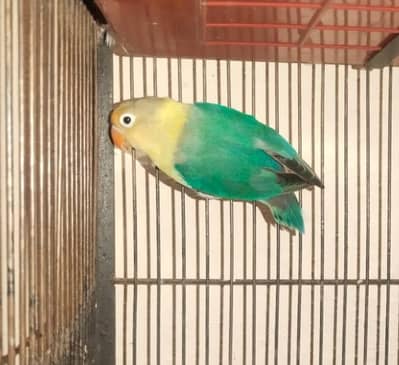 Parblue Breeder Male For Sale
