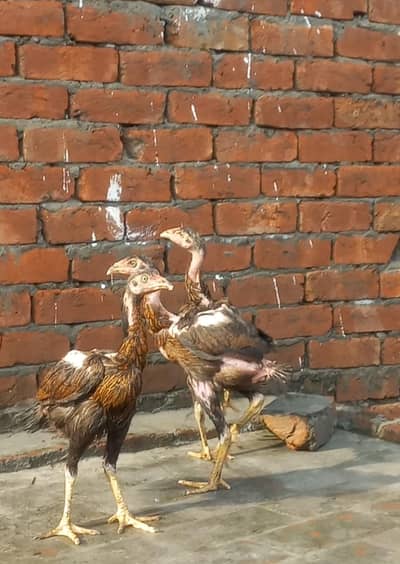 aseel pair