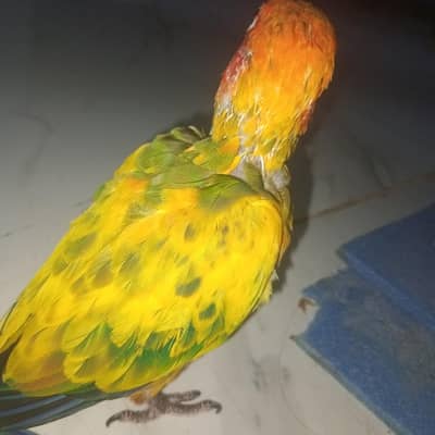 High red factor Sunconure baby 2 month 2 time feed