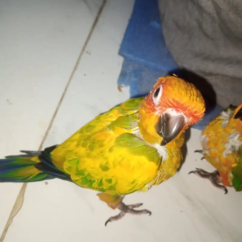 High red factor Sunconure baby 2 month 2 time feed — photo 2