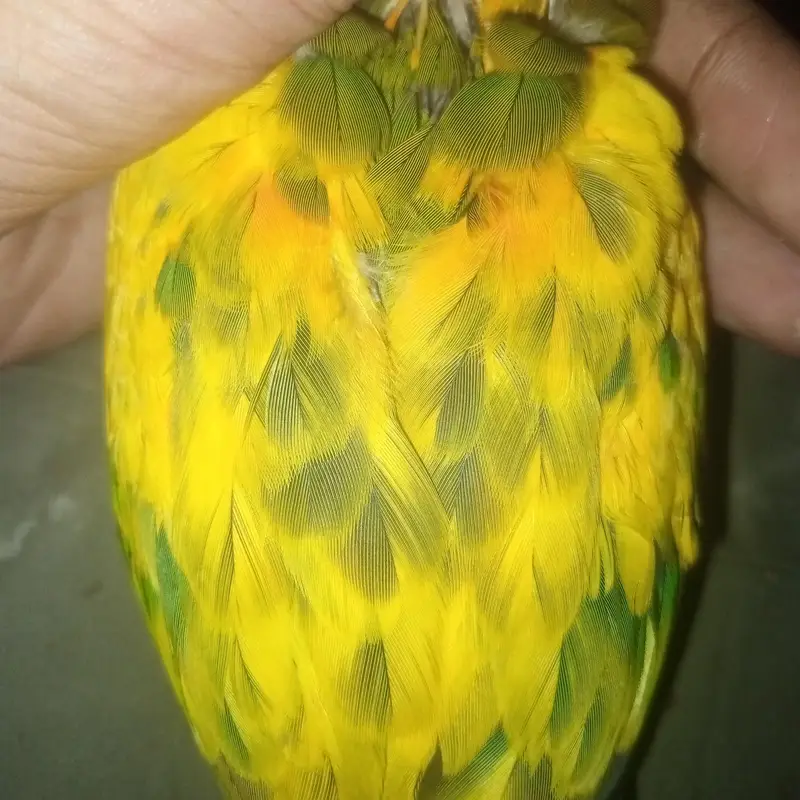 High red factor Sunconure baby 2 month 2 time feed — photo 3