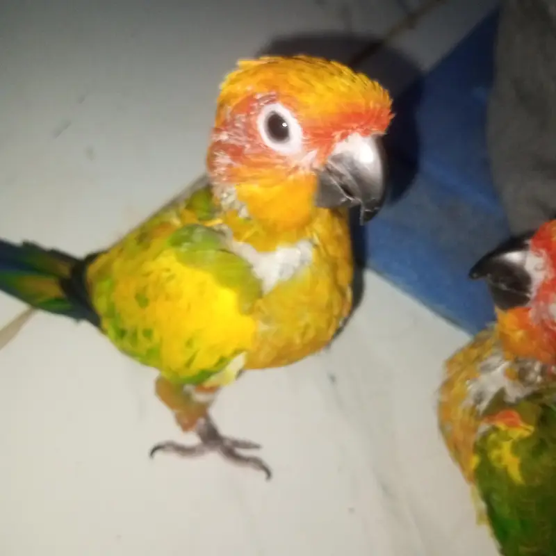 High red factor Sunconure baby 2 month 2 time feed — photo 4