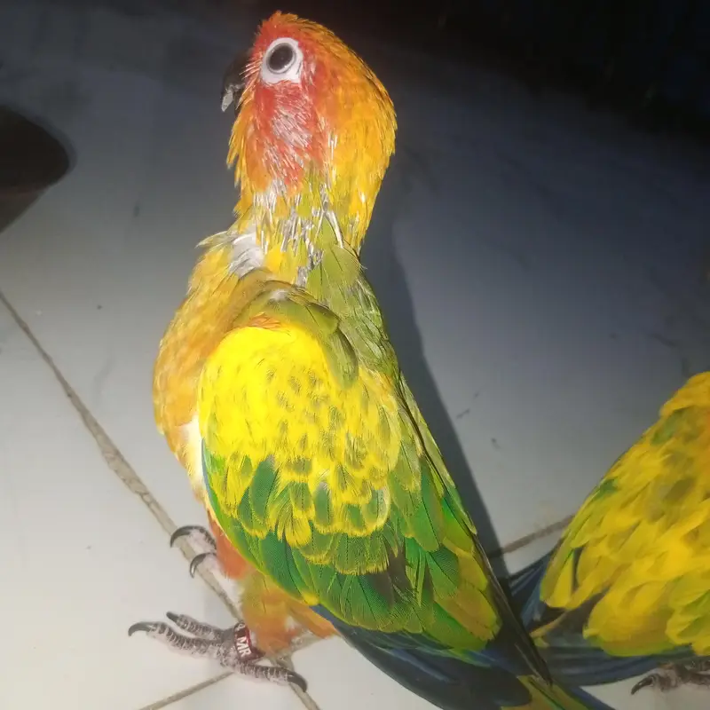 High red factor Sunconure baby 2 month 2 time feed — photo 5