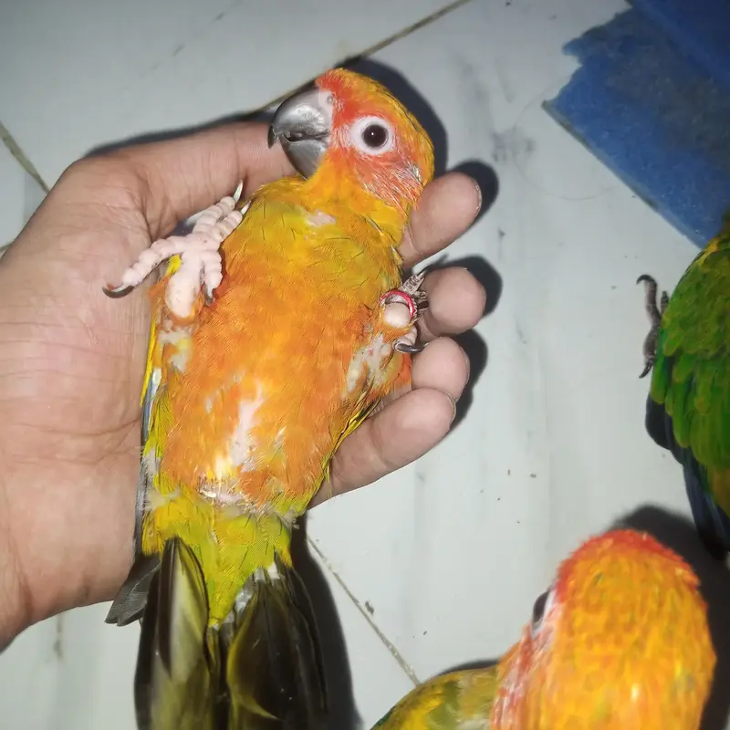 High red factor Sunconure baby 2 month 2 time feed — photo 6