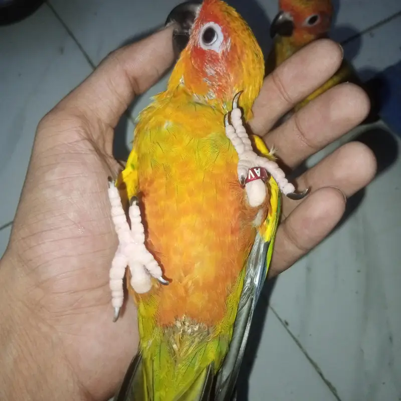 High red factor Sunconure baby 2 month 2 time feed — photo 7