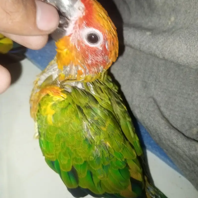 High red factor Sunconure baby 2 month 2 time feed — photo 8