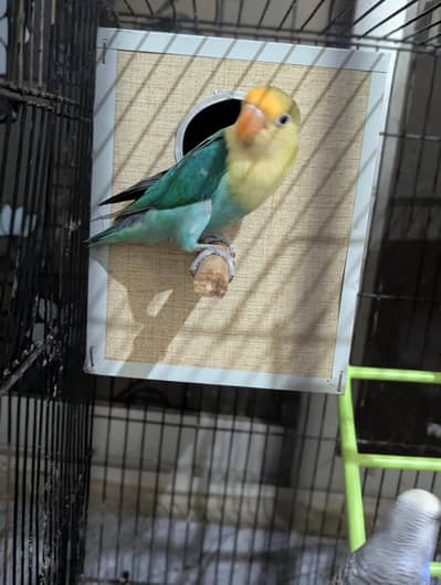Love Bird + Australian Parrot Pair with Cage for Sale