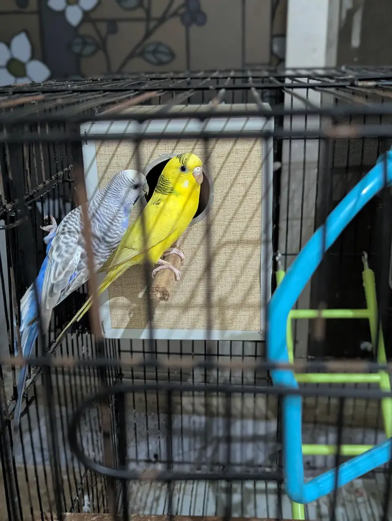 Love Bird + Australian Parrot Pair with Cage for Sale — photo 2