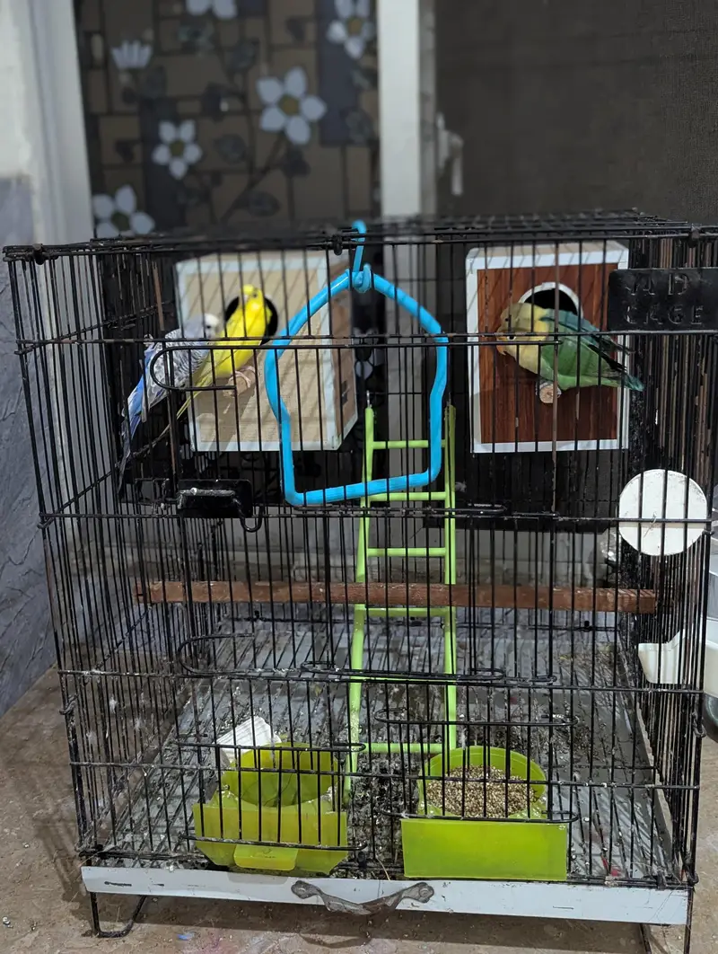 Love Bird + Australian Parrot Pair with Cage for Sale — photo 3