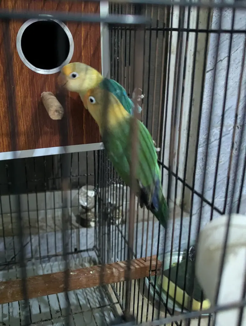 Love Bird + Australian Parrot Pair with Cage for Sale — photo 4