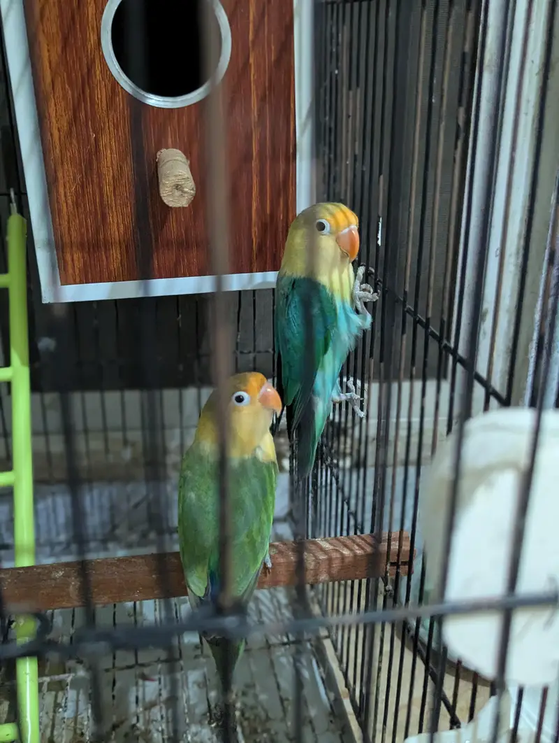 Love Bird + Australian Parrot Pair with Cage for Sale — photo 5