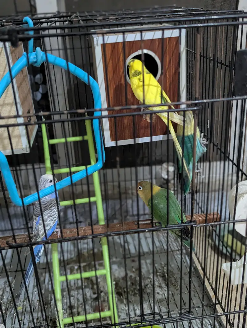 Love Bird + Australian Parrot Pair with Cage for Sale — photo 6